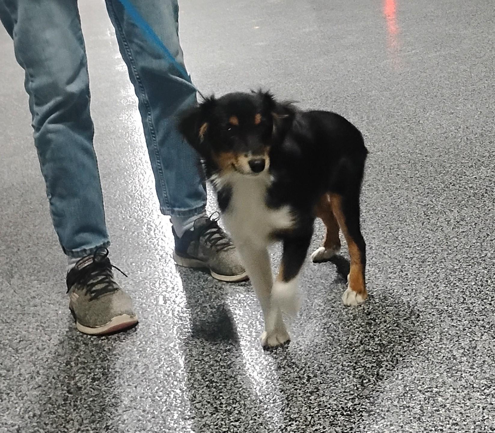 Enlarge Bowtie, an adoptable Australian Shepherd in Sulphur, OK image 6/6