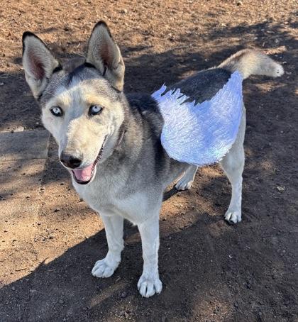 Echo, a Adoptable mixed breed in Pendleton, OR image 1/3