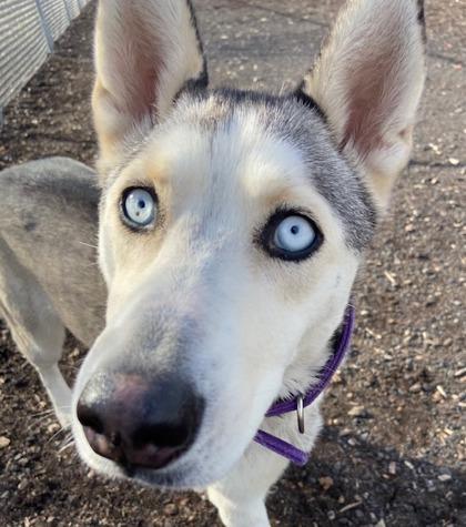 Echo, a Adoptable mixed breed in Pendleton, OR image 1/3