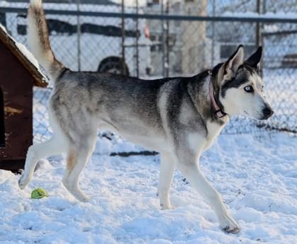 Echo, a Adoptable mixed breed in Pendleton, OR image 3/3