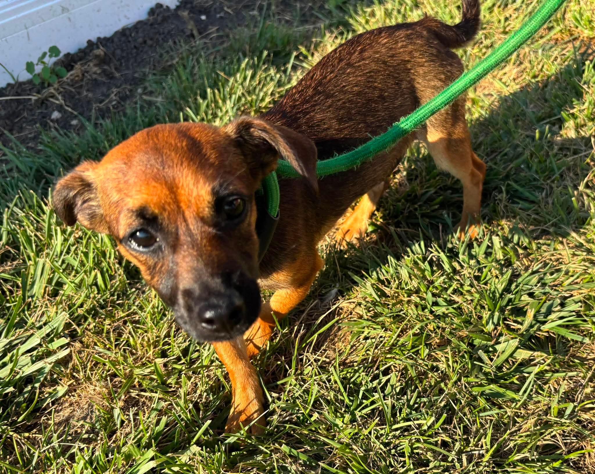 Inga, an adopted mixed breed in Minooka, IL image 2/3