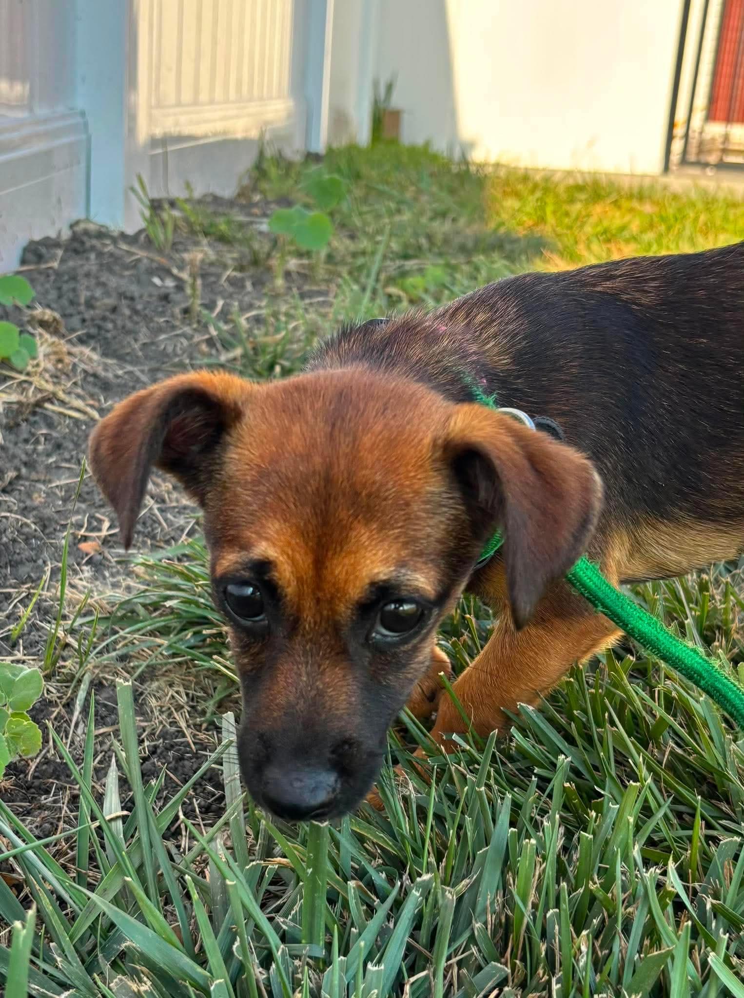 Inga, an adopted mixed breed in Minooka, IL image 3/3