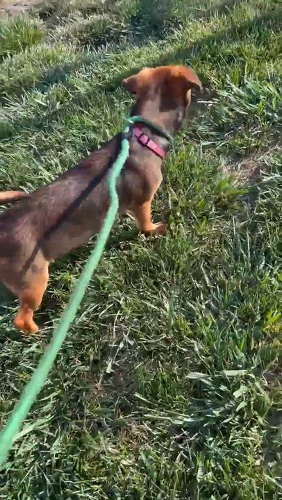 Enlarge Inga, an adopted mixed breed in Minooka, IL video 1/3