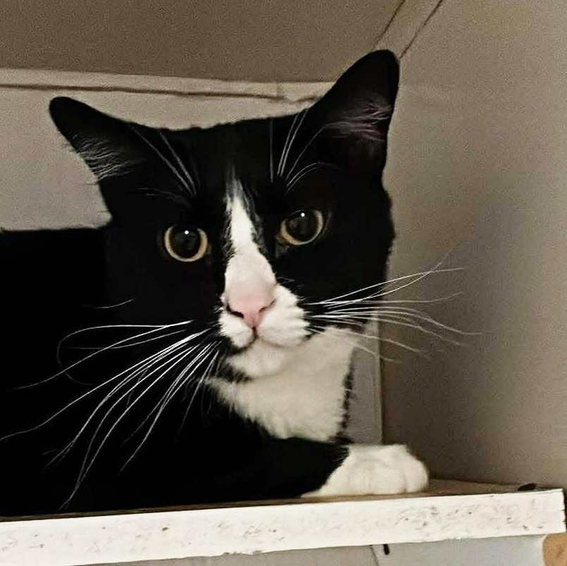 Enlarge Edur, a ADOPTABLE Tuxedo in Shippenville, PA image 3/5