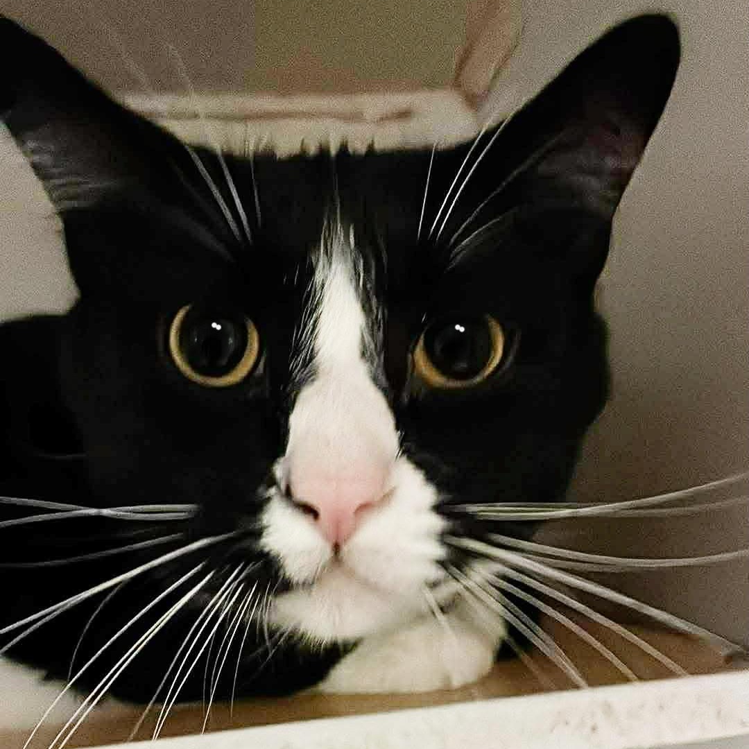 Enlarge Edur, a ADOPTABLE Tuxedo in Shippenville, PA image 4/5