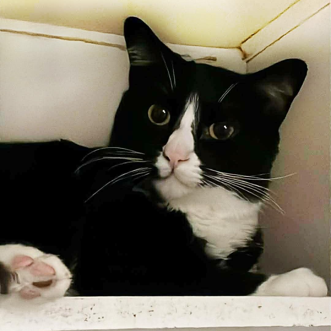 Enlarge Edur, a ADOPTABLE Tuxedo in Shippenville, PA image 1/5