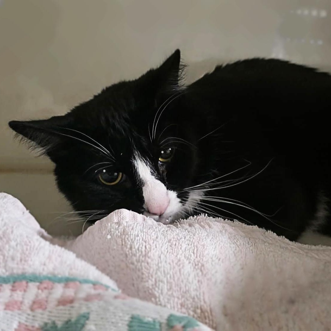 Enlarge Edur, a ADOPTABLE Tuxedo in Shippenville, PA image 5/5