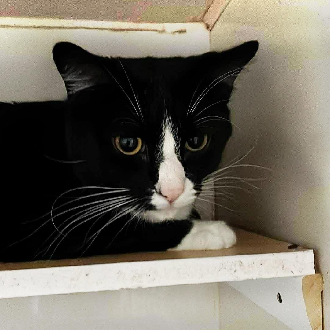 Enlarge Edur, a ADOPTABLE Tuxedo in Shippenville, PA image 2/5