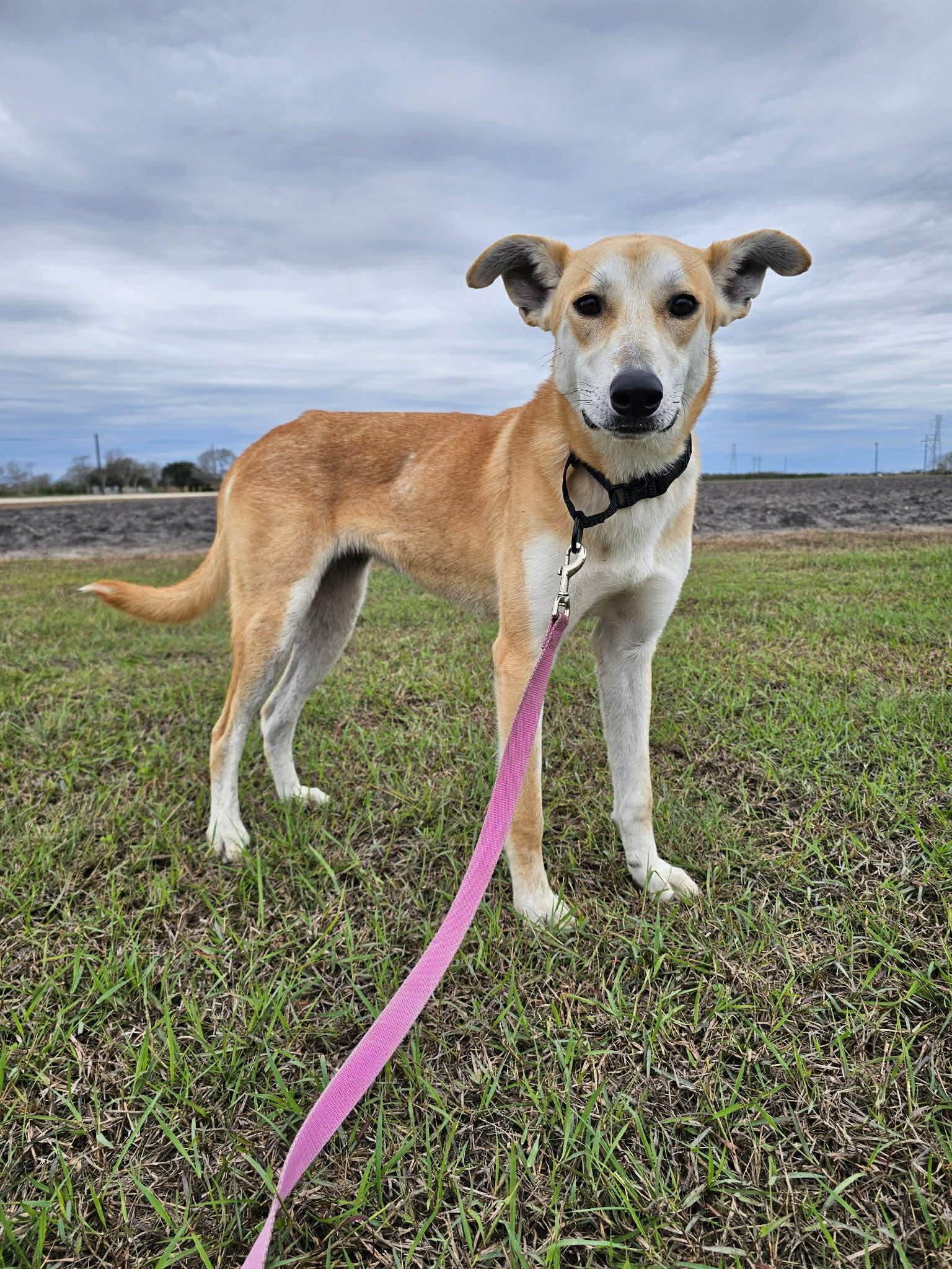 Yolanda "Yoli", a Adoptable mixed breed in Port Lavaca, TX image 6/6