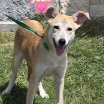 Yolanda "Yoli", a Adoptable Mixed Breed in Port Lavaca, TX image 2/4