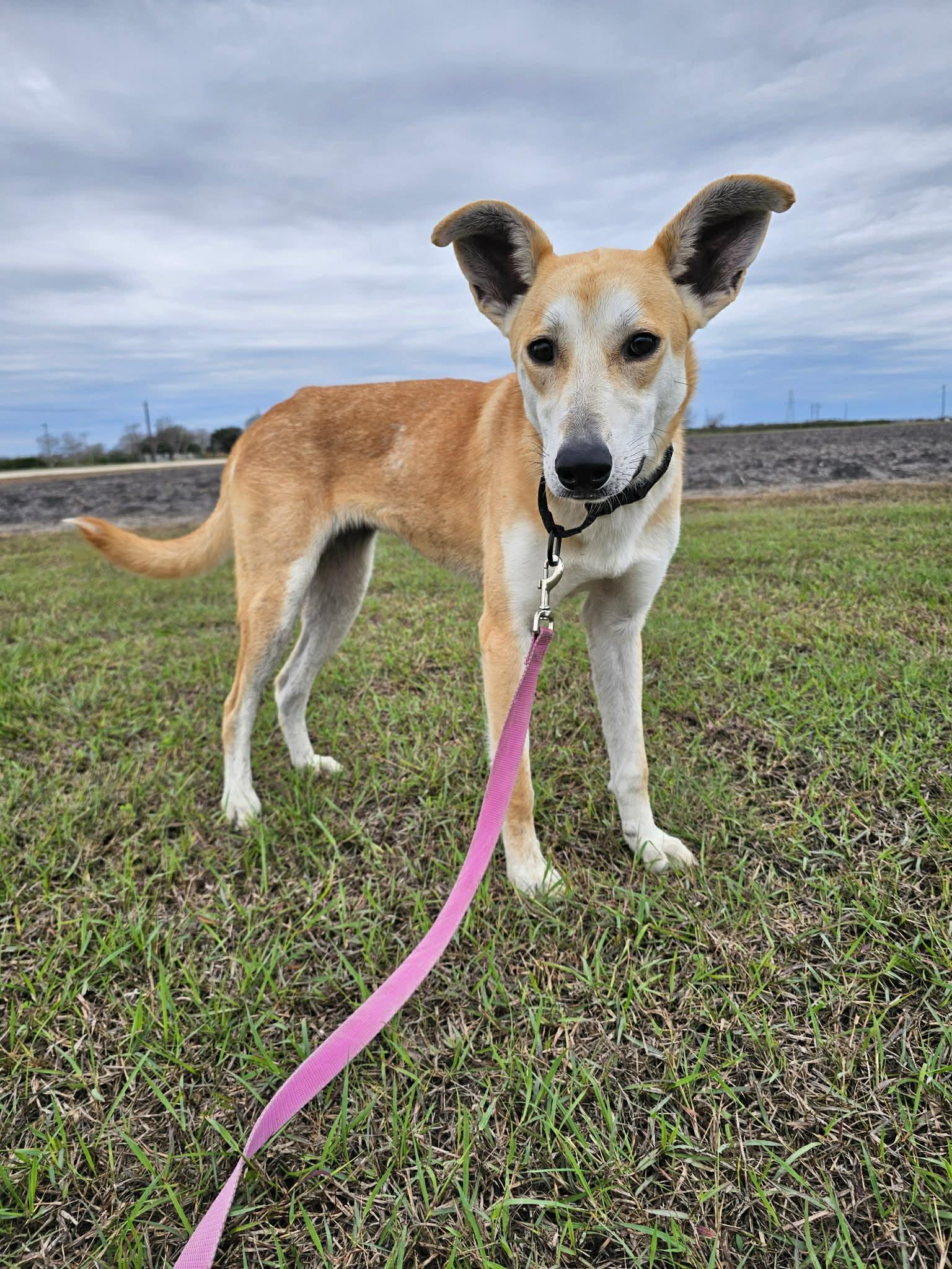 Yolanda "Yoli", Adoptable, Young Female Mixed Breed.