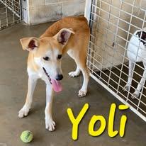 Yolanda "Yoli", a Adoptable Mixed Breed in Port Lavaca, TX image 3/4