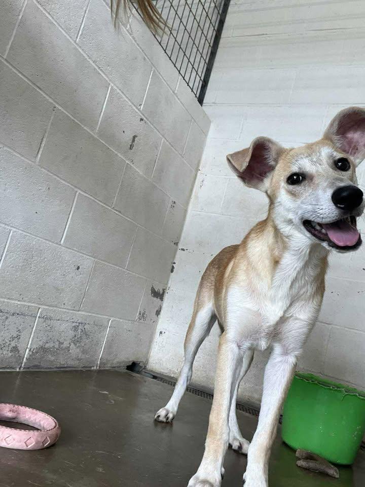 Yolanda "Yoli", a Adoptable Mixed Breed in Port Lavaca, TX image 4/4