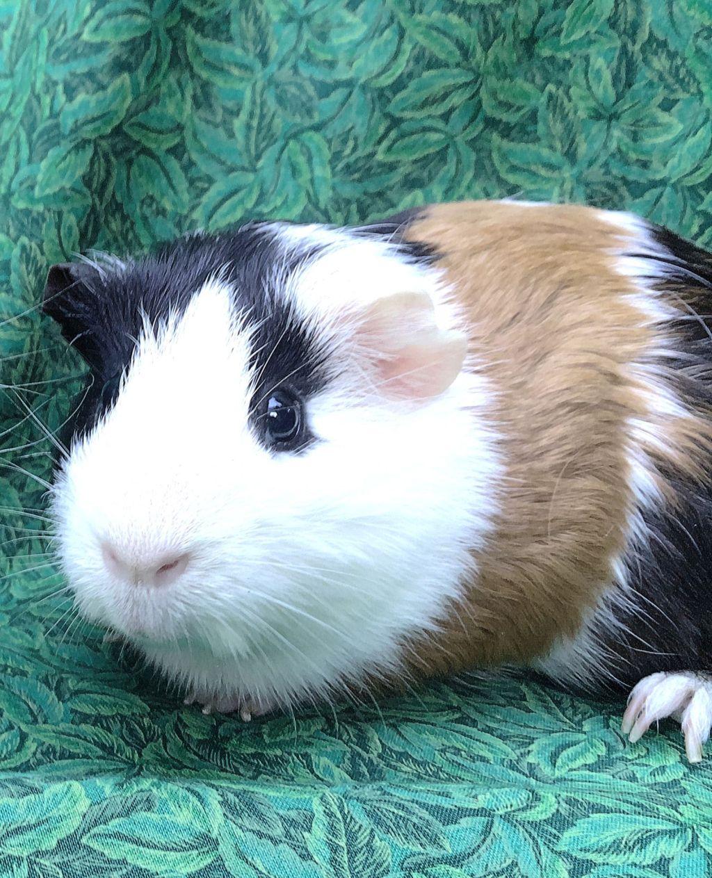 Enlarge Lexi, an adopted Short-Haired in Goleta, CA image 1/1