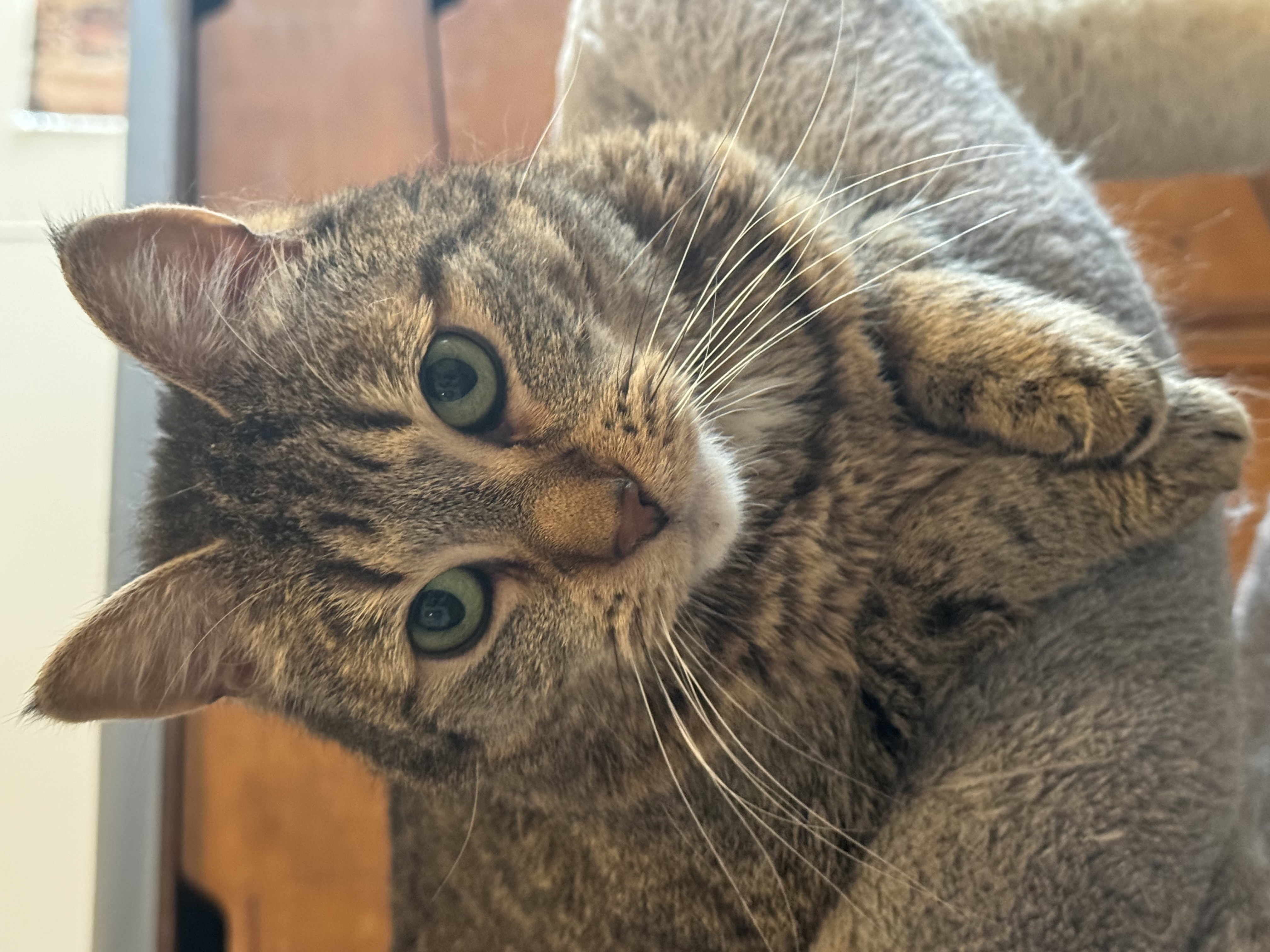 Enlarge Mary, a Adoptable Domestic Short Hair in North Tonawanda, NY image 1/12