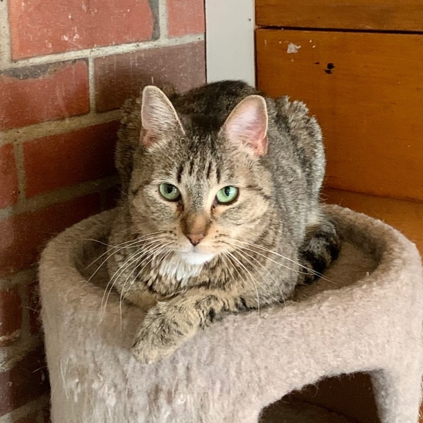 Enlarge Mary, a Adoptable Domestic Short Hair in North Tonawanda, NY image 10/12