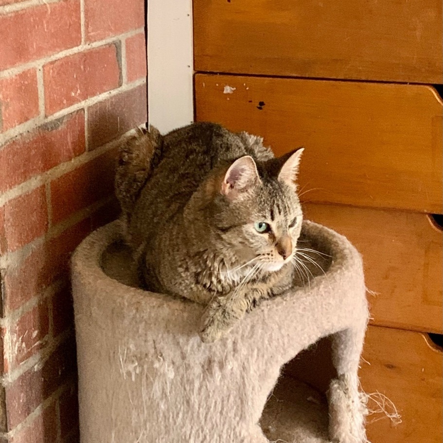 Enlarge Mary, a Adoptable Domestic Short Hair in North Tonawanda, NY image 11/12