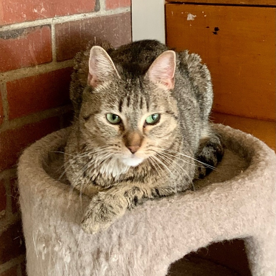 Enlarge Mary, a Adoptable Domestic Short Hair in North Tonawanda, NY image 12/12