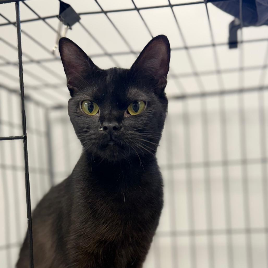 Shadow, Adoptable, Adult Female Domestic Short Hair.