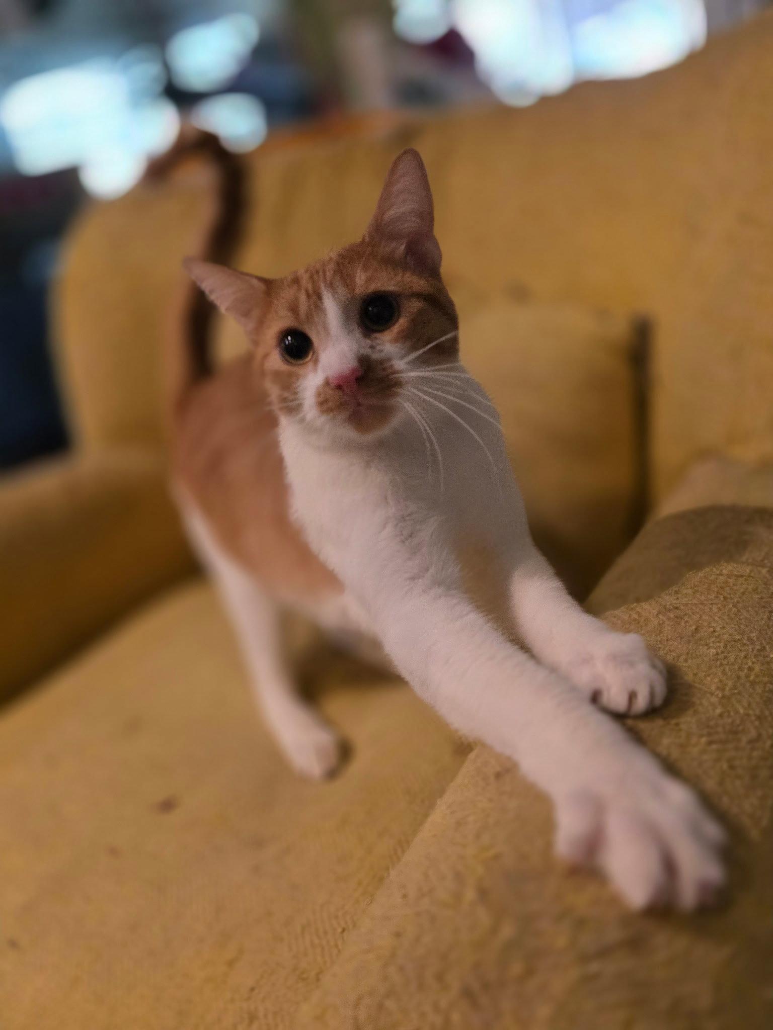 Oscar ( NL), Adopted, Young Male Domestic Short Hair.