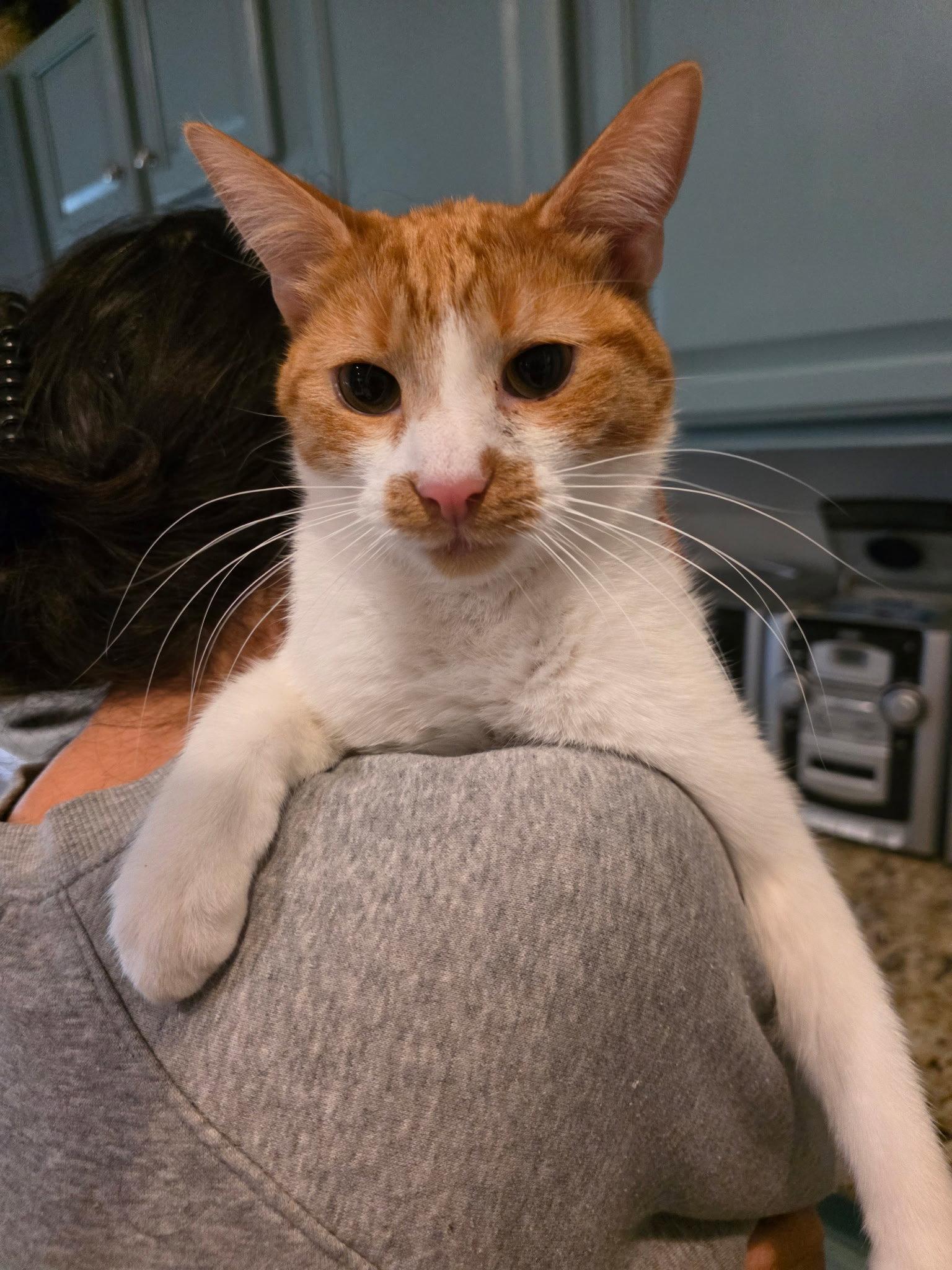 Enlarge Oscar ( NL), a Adopted Domestic Short Hair in Napa, CA image 3/3