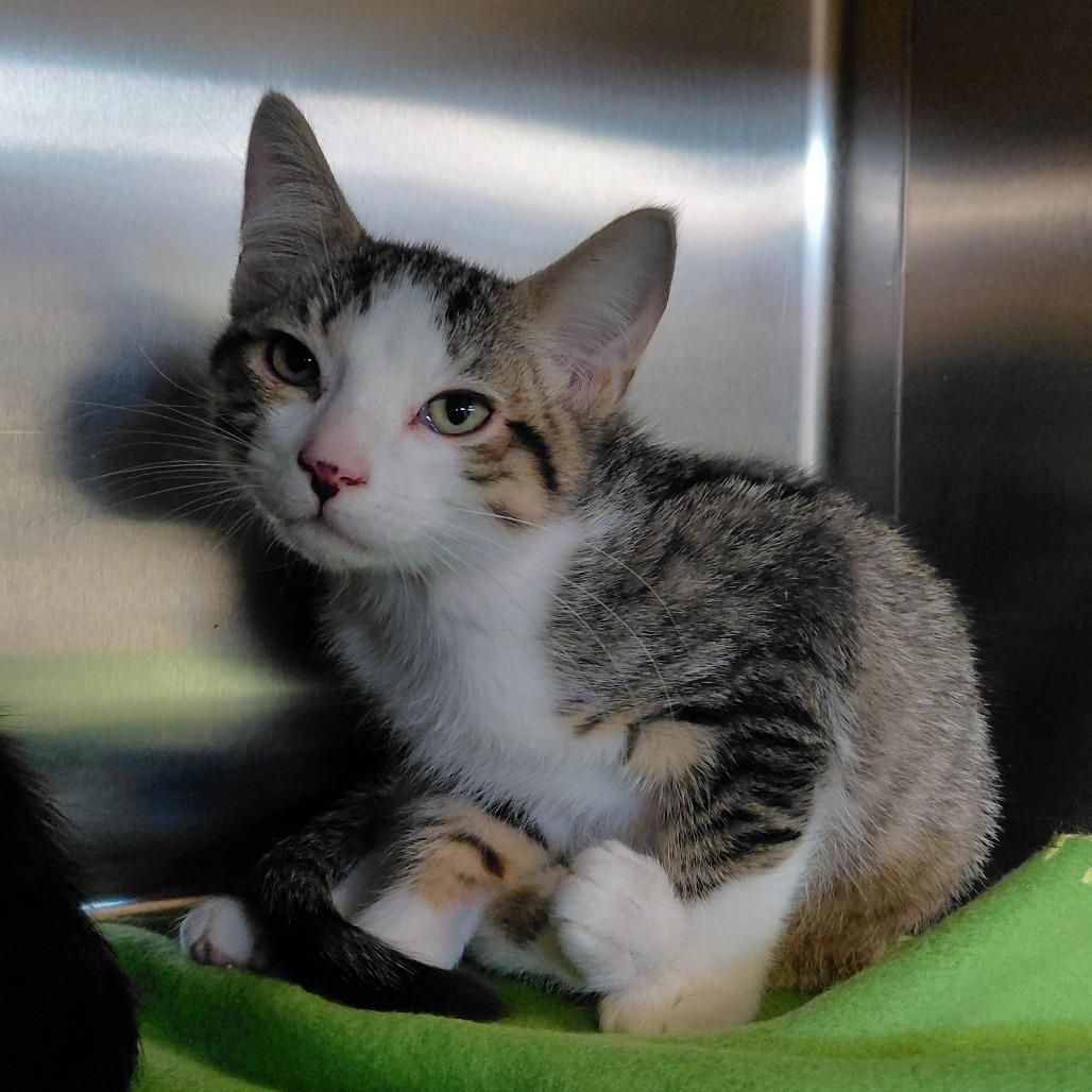 Enlarge Caterwaul, a Adoptable American Shorthair in Branson, MO image 1/1