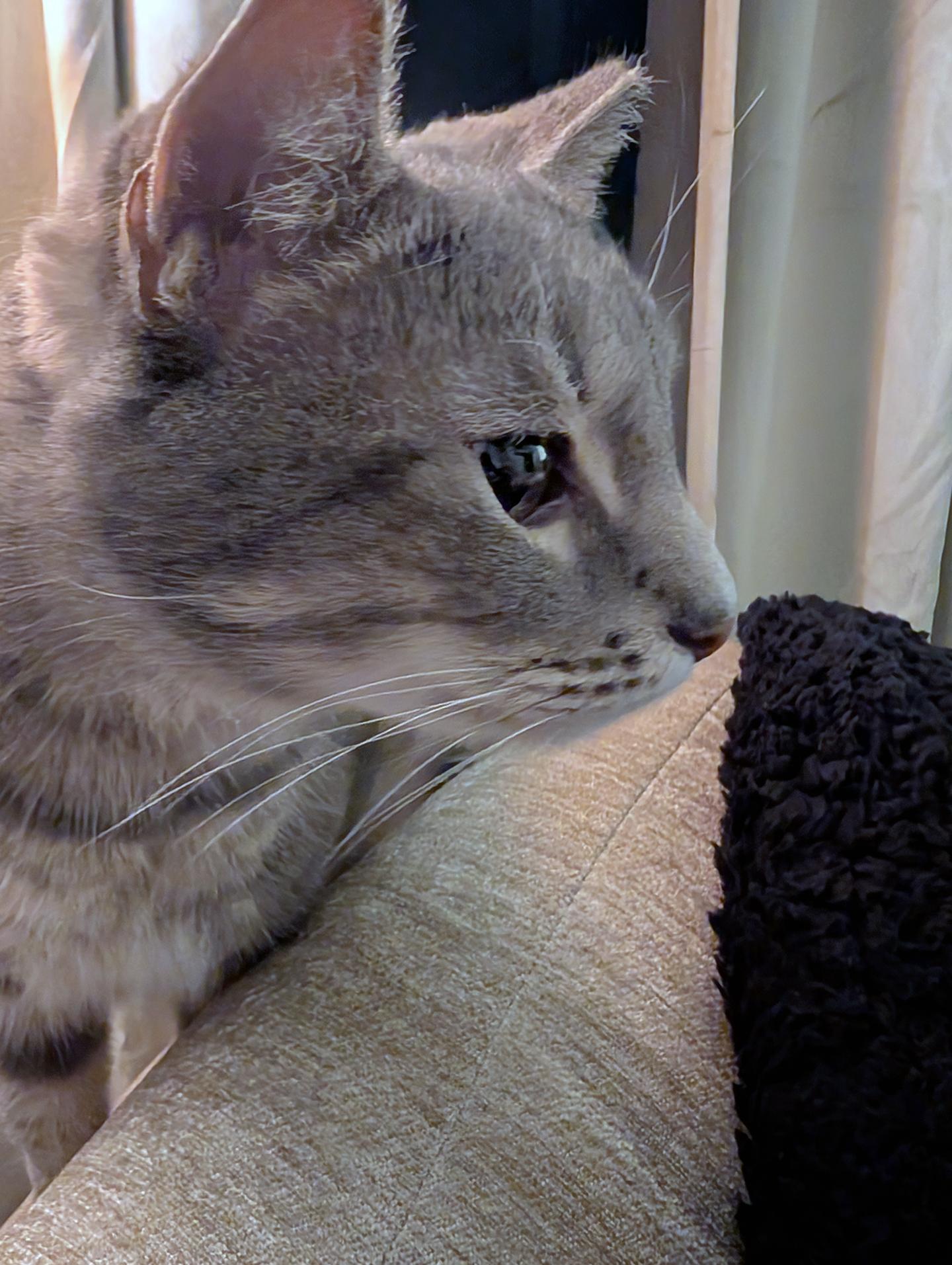 Branch Addison, a ADOPTABLE Domestic Short Hair in Philadelphia, PA image 1/6