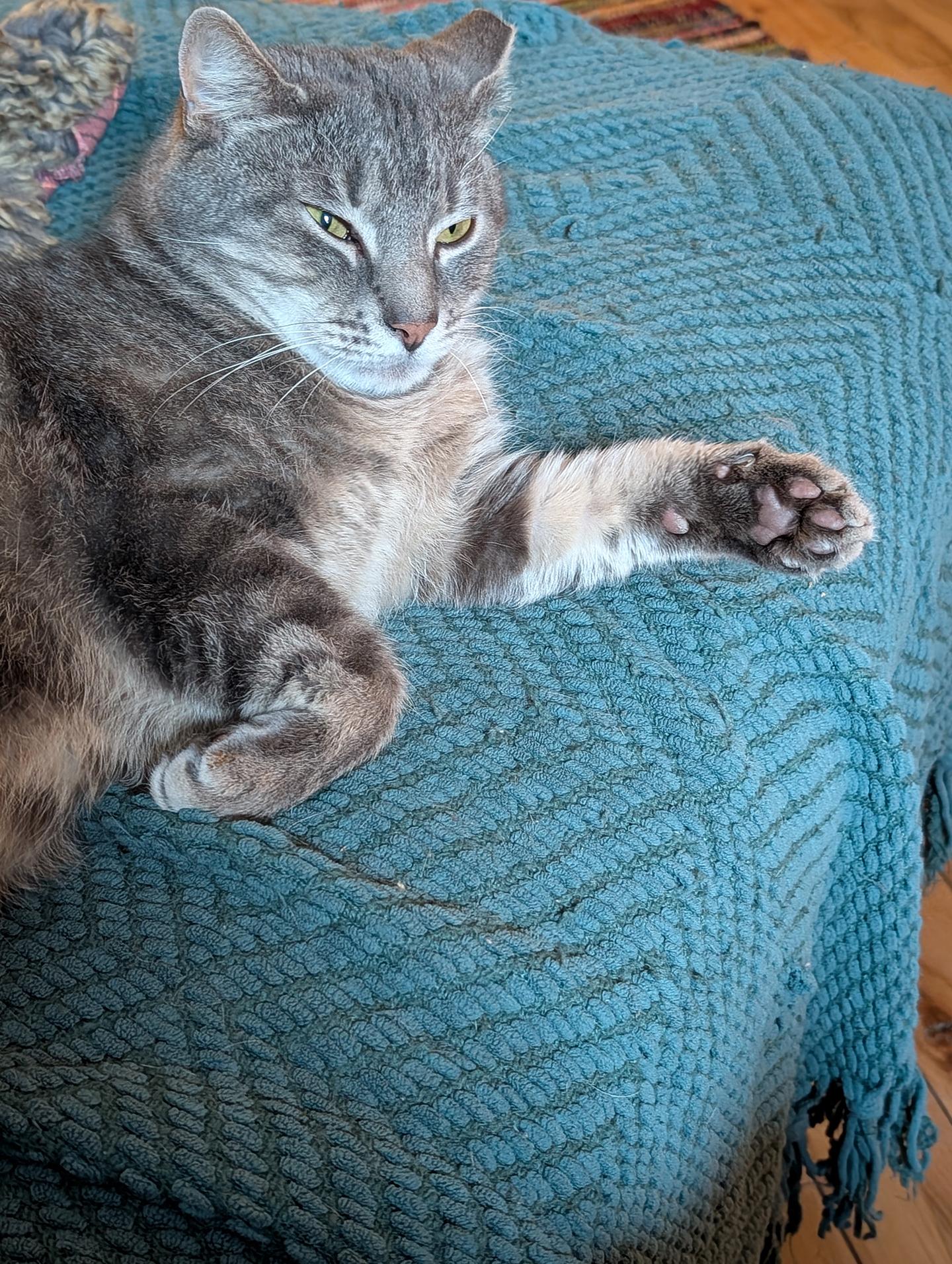 Branch Addison, a ADOPTABLE Domestic Short Hair in Philadelphia, PA image 3/6