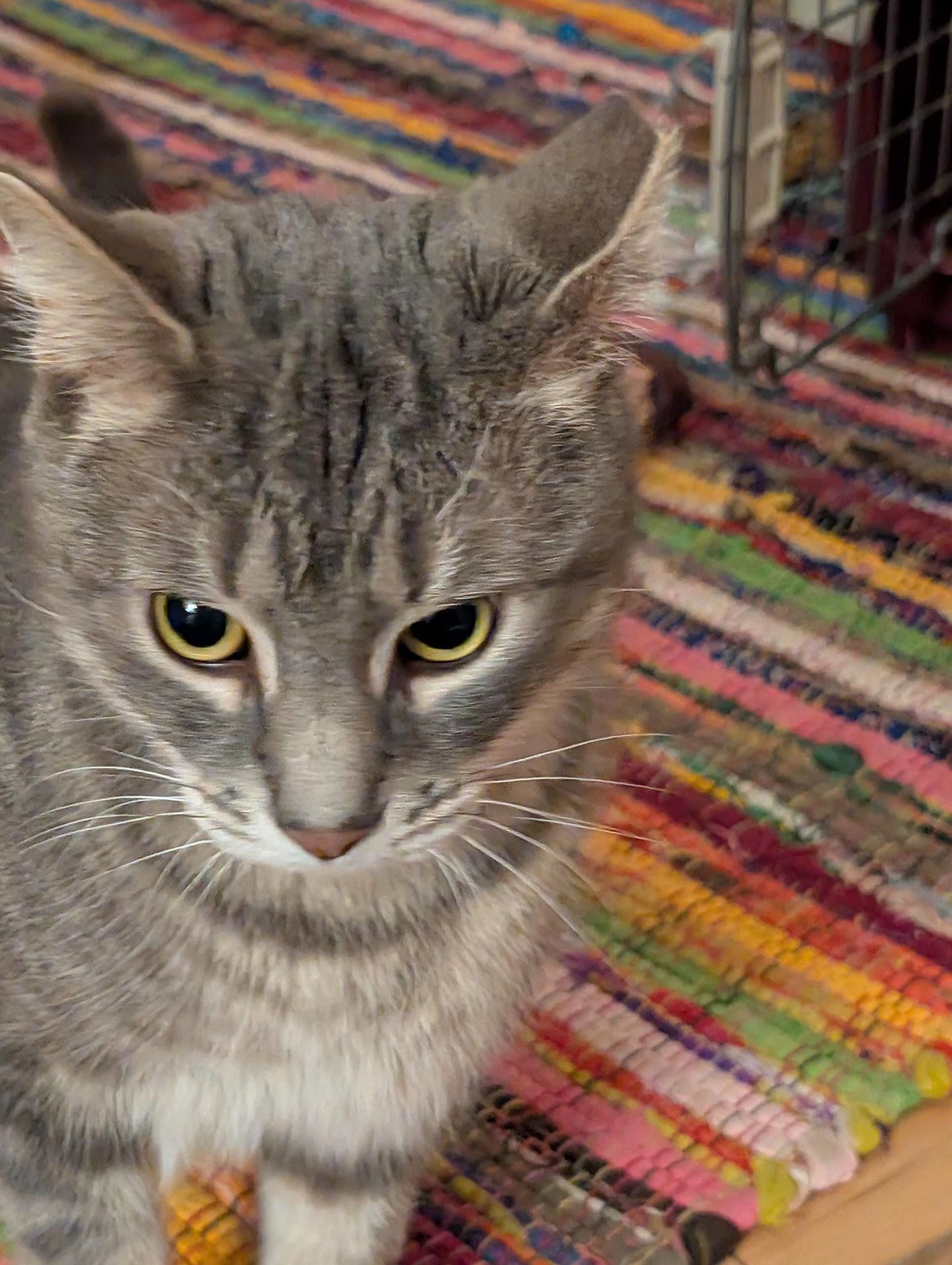 Branch Addison, a ADOPTABLE Domestic Short Hair in Philadelphia, PA image 6/6