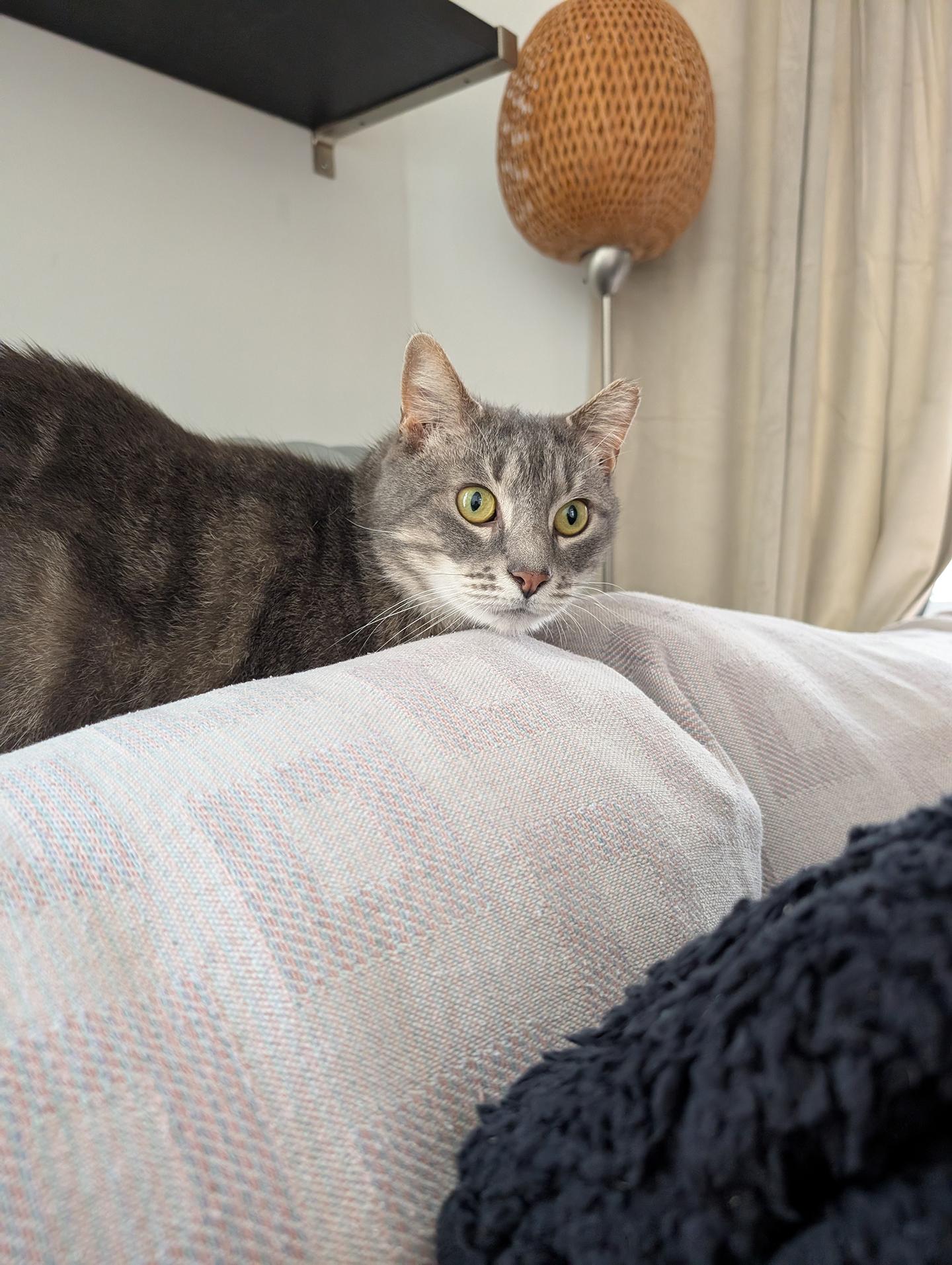 Branch Addison, a ADOPTABLE Domestic Short Hair in Philadelphia, PA image 5/6