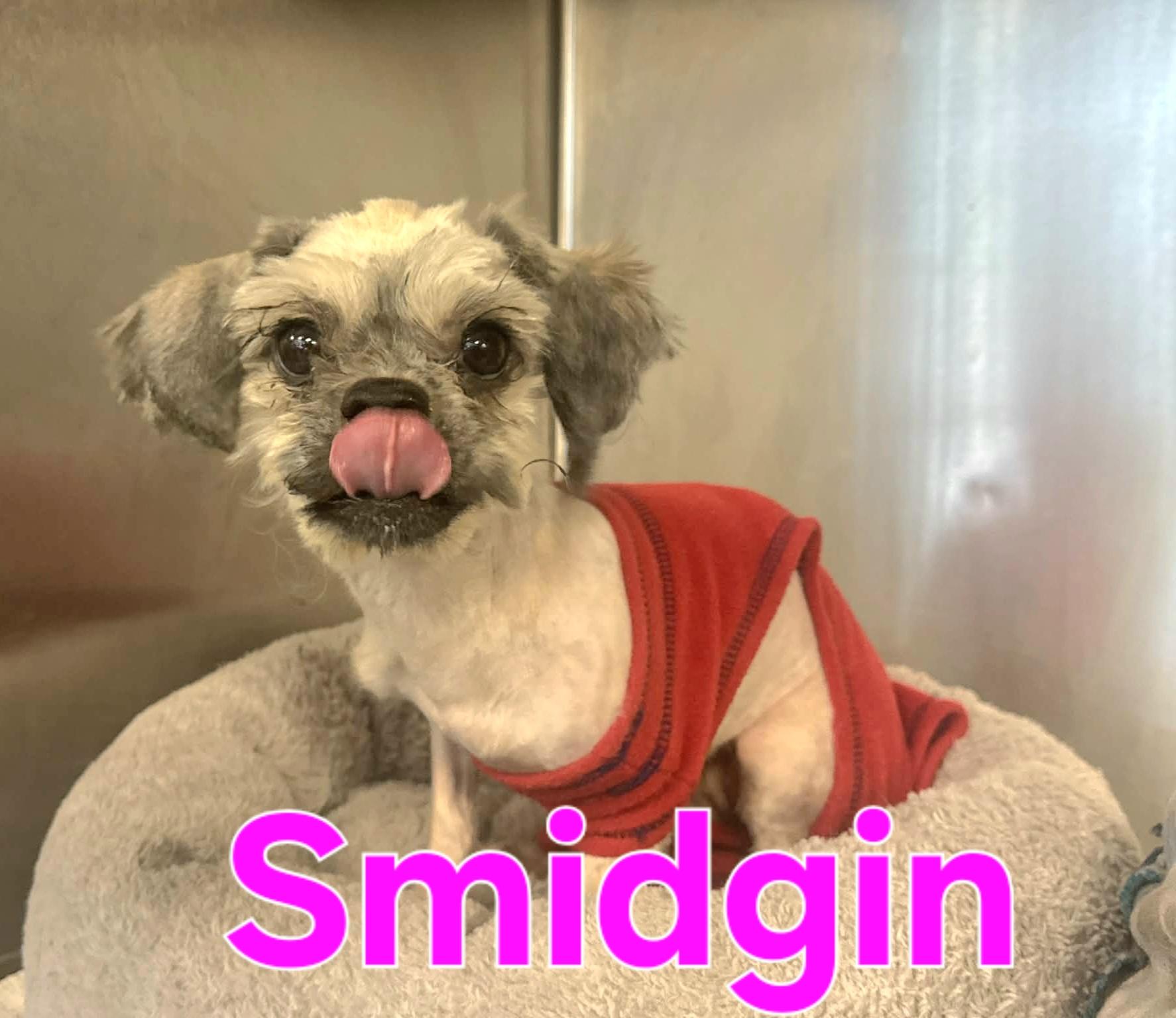 Smidgin