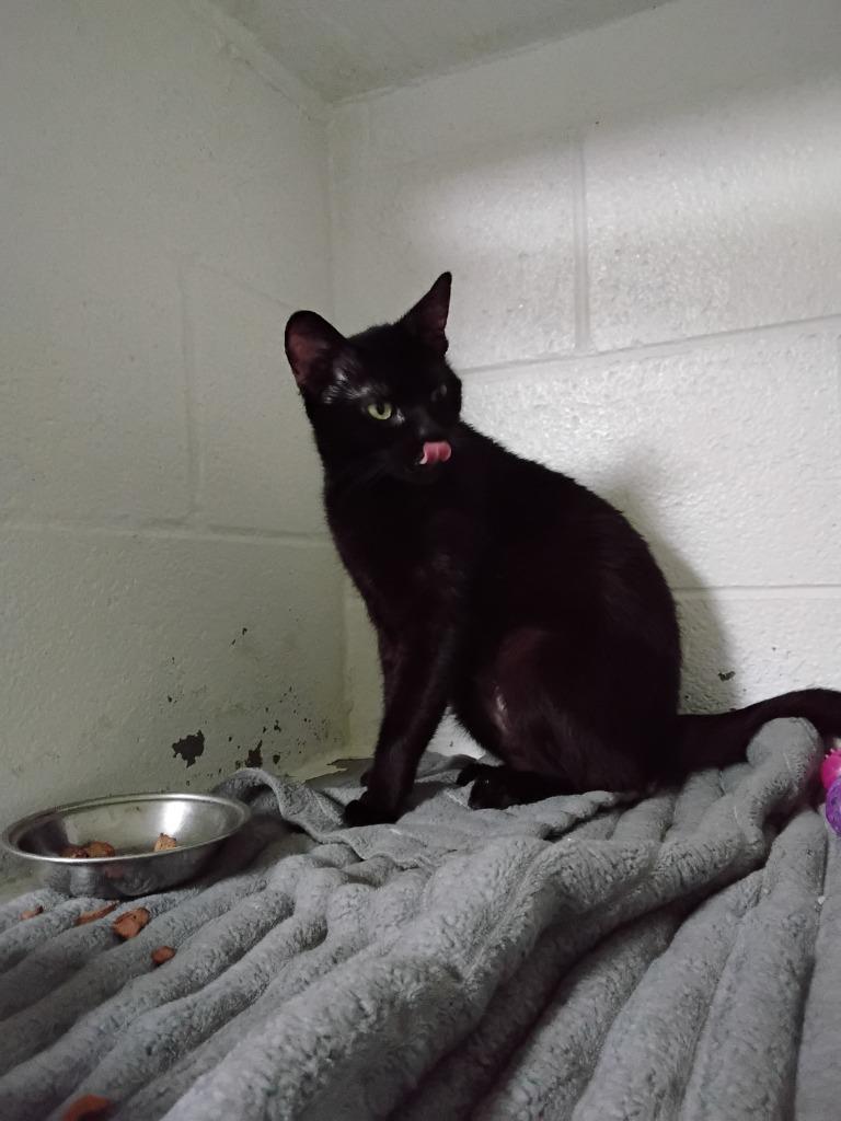 Enlarge Lasagna Pan, a Adoptable mixed breed in Ada, OK image 1/1