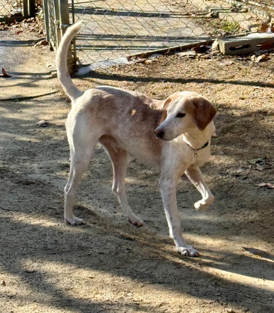 Marvin, a Adoptable Hound in Hampton, VA image 1/3
