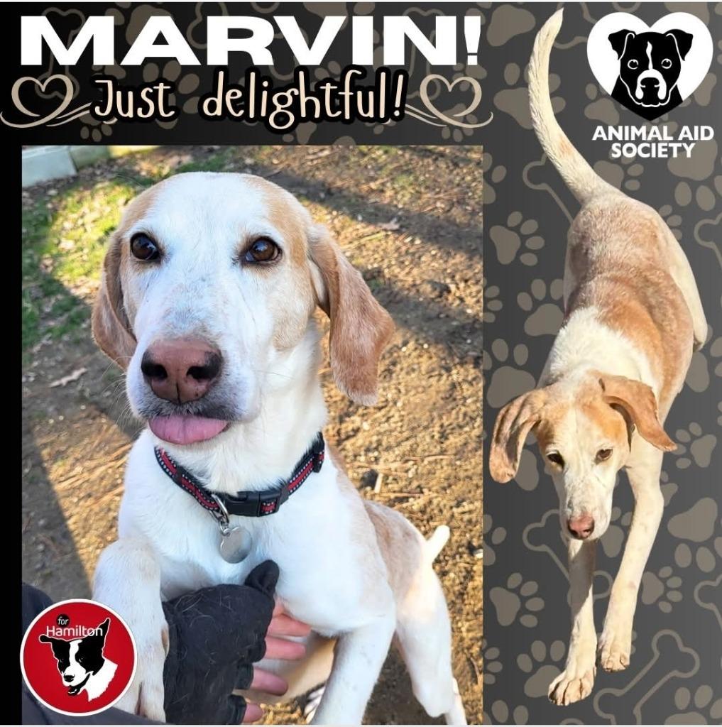 Marvin, a Adoptable Hound in Hampton, VA image 2/3