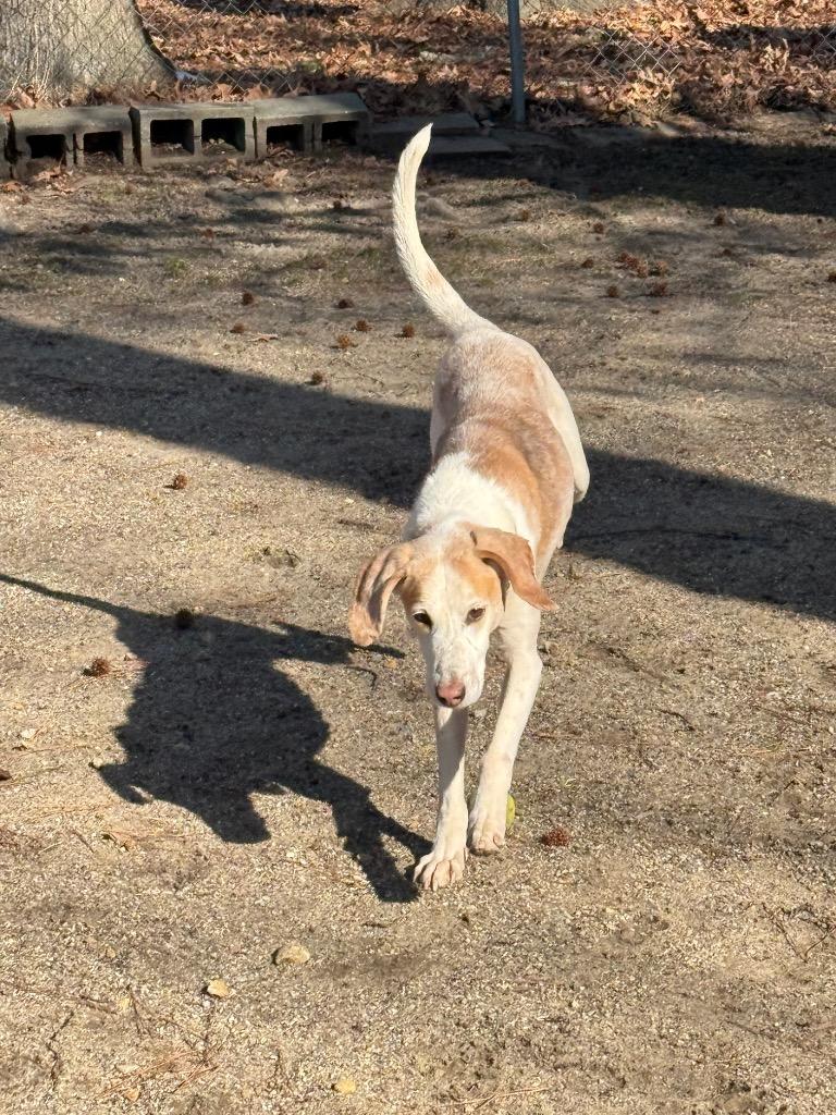 Marvin, a Adoptable Hound in Hampton, VA image 3/3