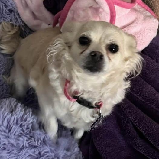 Chanel, a ADOPTABLE Chihuahua in Las Vegas, NV image 5/6