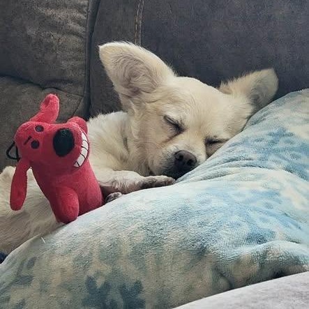 Chanel, a ADOPTABLE Chihuahua in Las Vegas, NV image 4/6