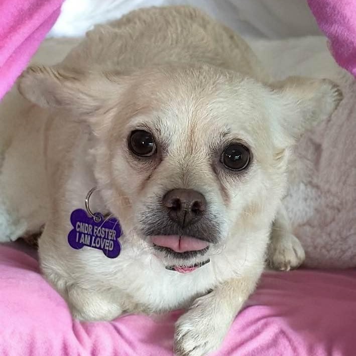 Chanel, a ADOPTABLE Chihuahua in Las Vegas, NV image 2/6
