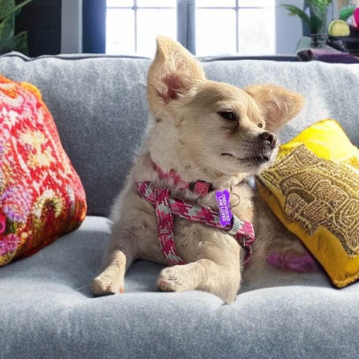 Chanel, a ADOPTABLE Chihuahua in Las Vegas, NV image 1/6