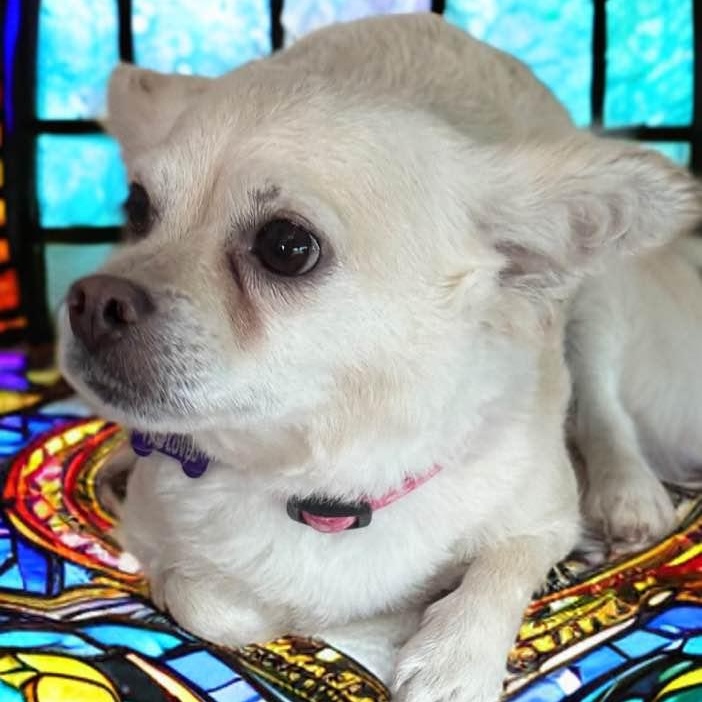 Chanel, a ADOPTABLE Chihuahua in Las Vegas, NV image 3/6