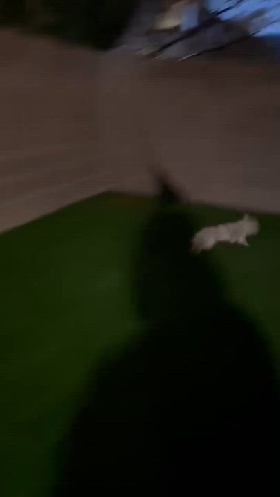 Enlarge Chanel, a ADOPTABLE Chihuahua in Las Vegas, NV video 6/6