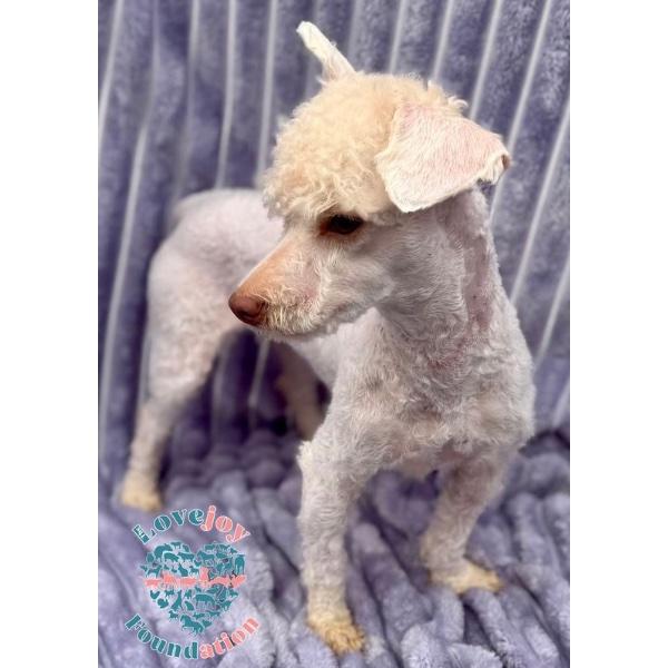 Shirley Temple Coh thumbnail 2