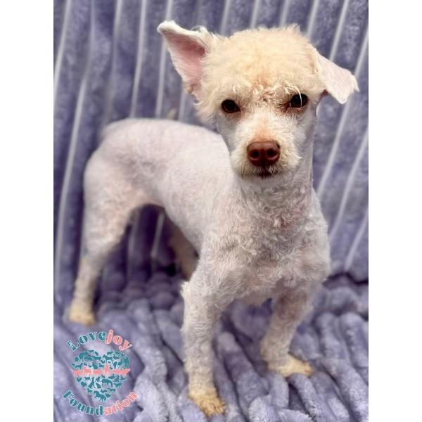 Shirley Temple Coh thumbnail 3