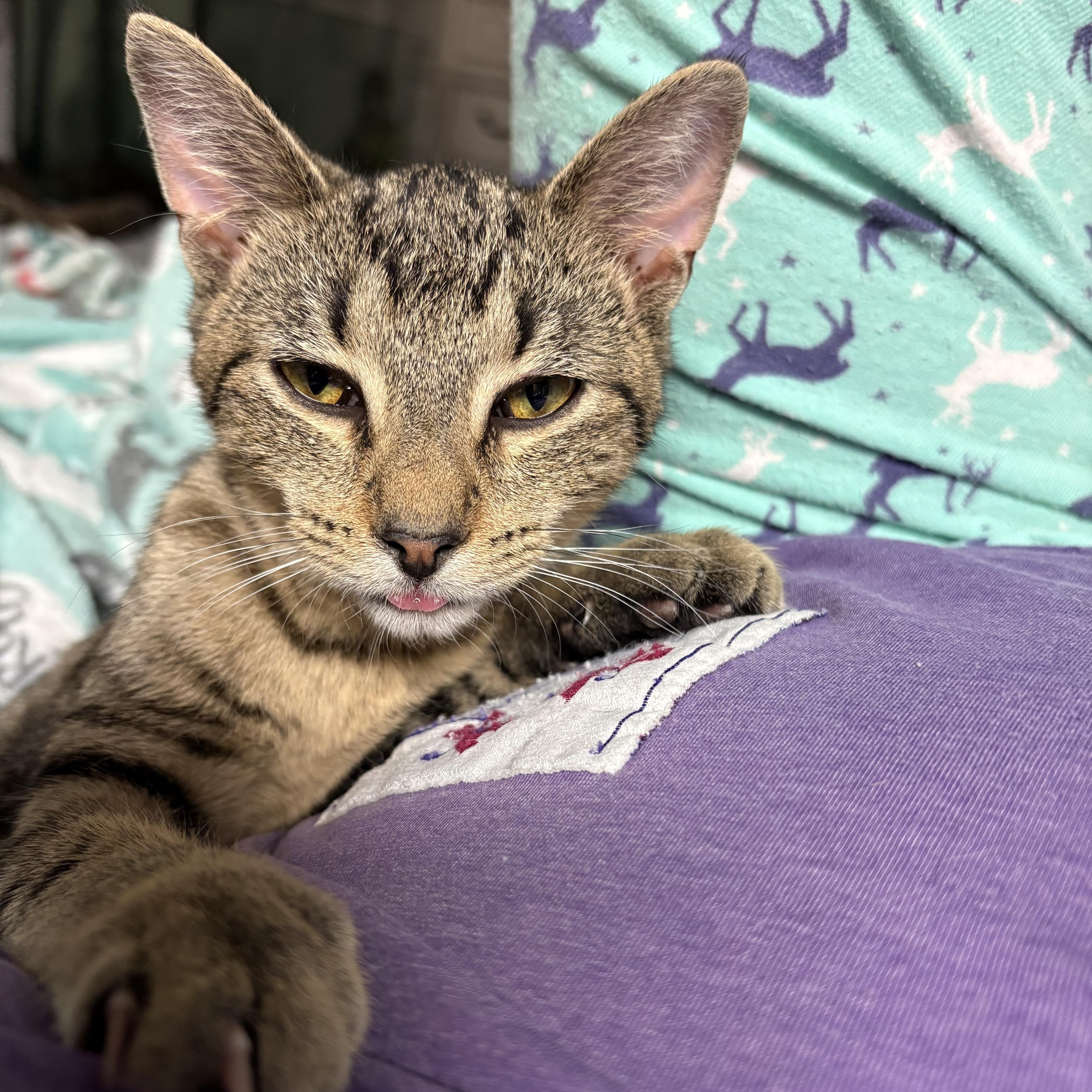 Oakley, Adoptable, Kitten Male Domestic Short Hair.