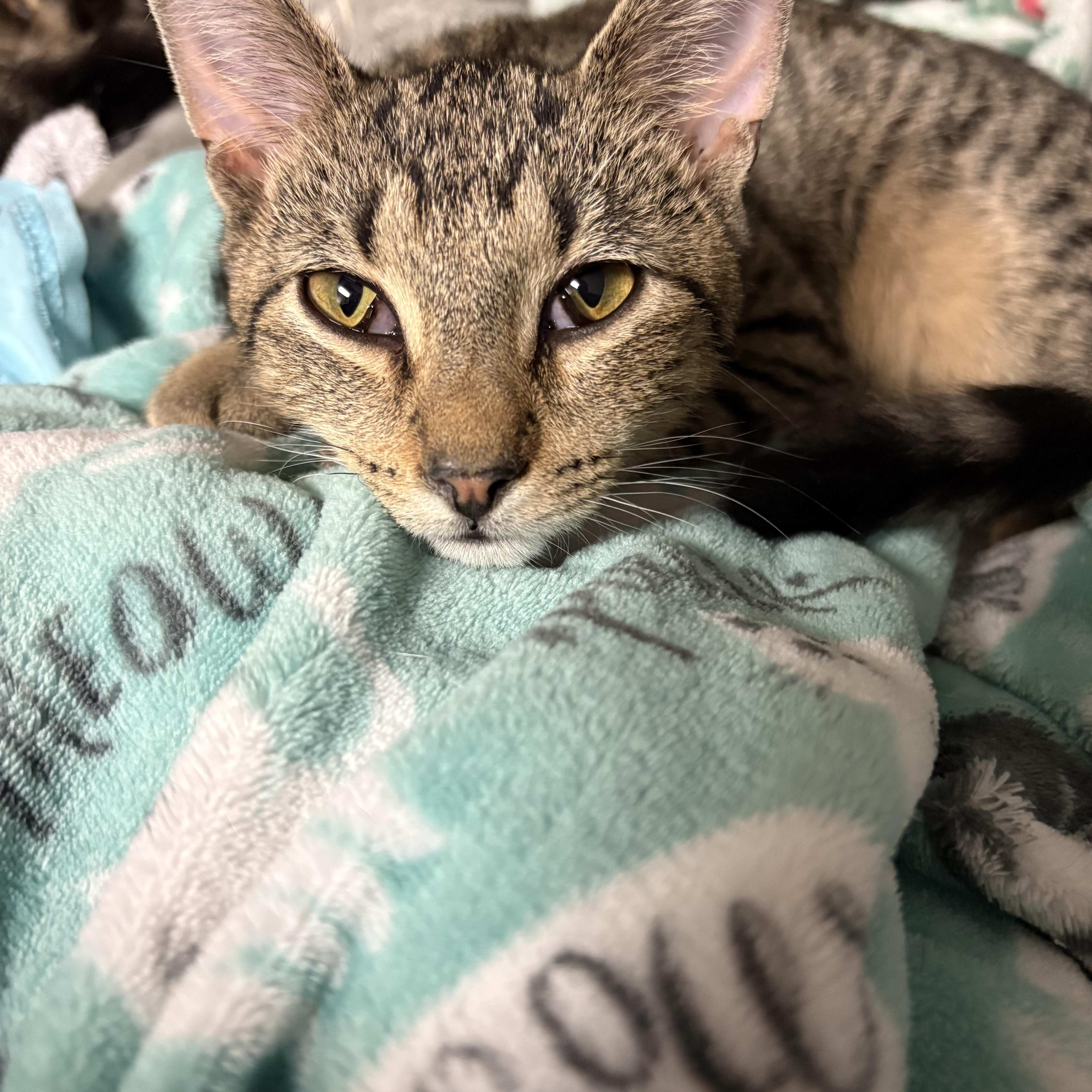 Enlarge Oakley, a Adoptable Domestic Short Hair in Highland, IN image 2/3