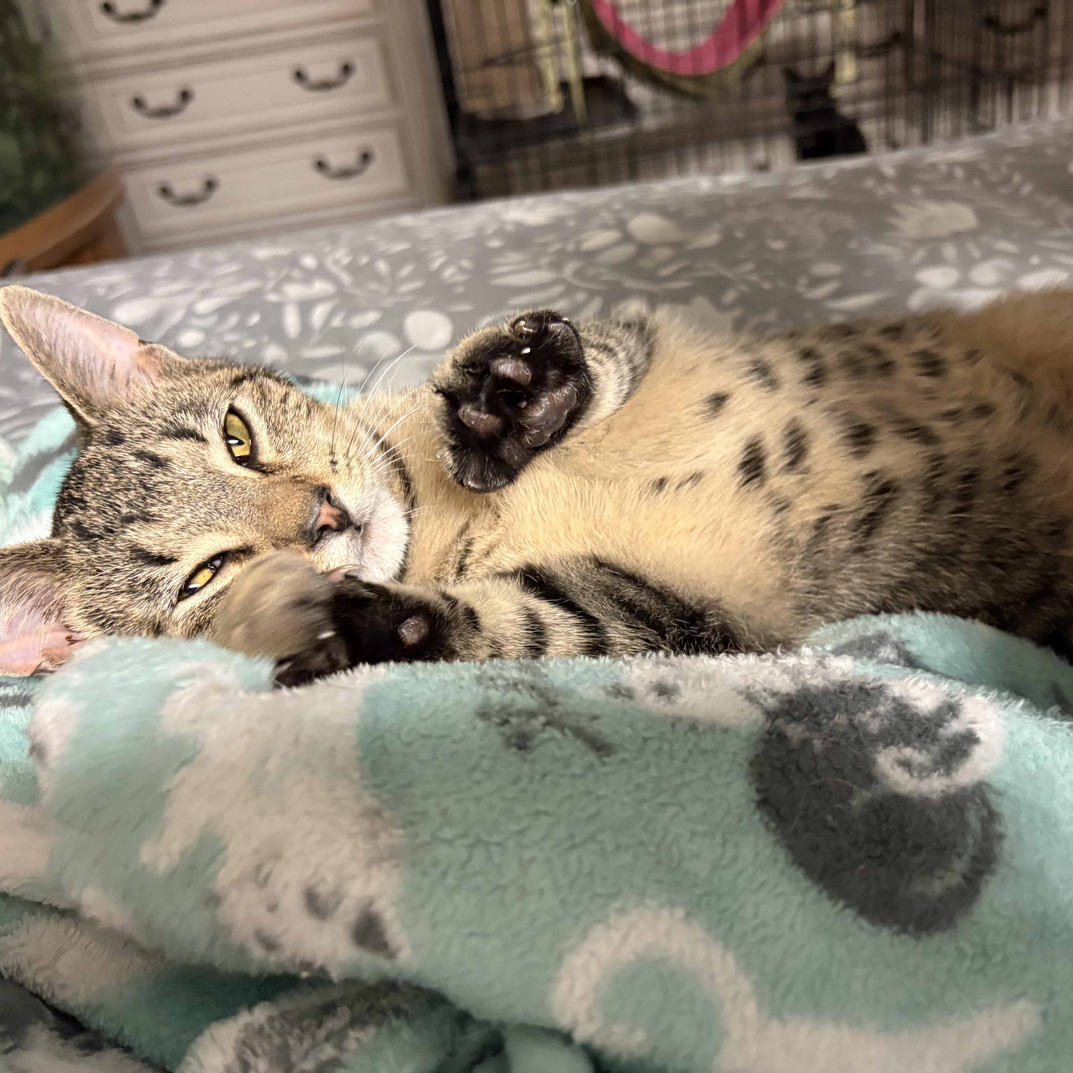 Enlarge Oakley, a Adoptable Domestic Short Hair in Highland, IN image 3/3