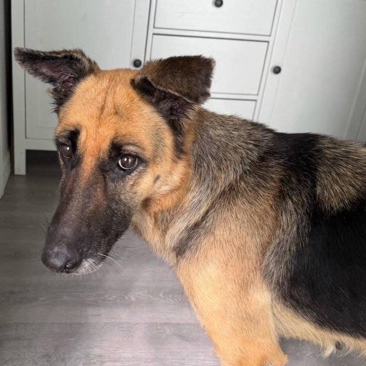 Lila, ADOPTABLE, Adult Female German Shepherd Dog.