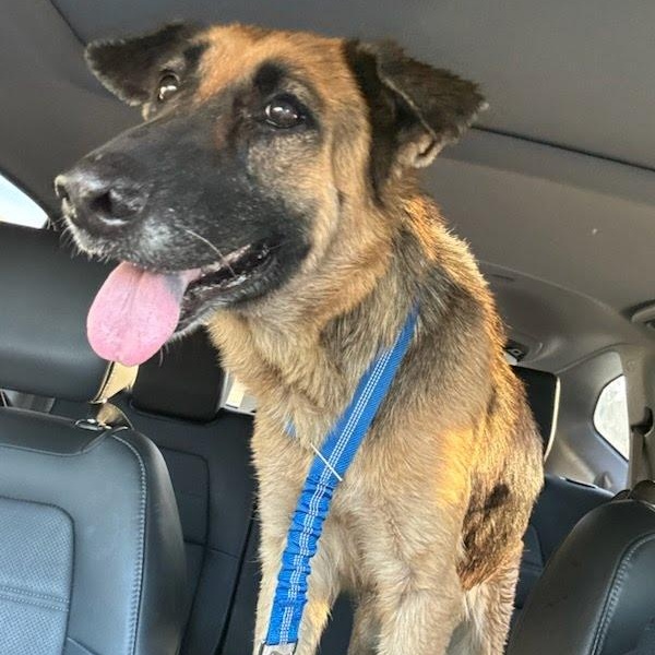 Enlarge Lila, a ADOPTABLE German Shepherd Dog in Scottsdale, AZ image 2/5