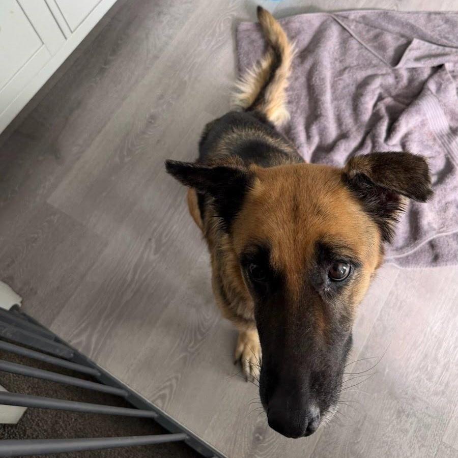 Enlarge Lila, a Adoptable German Shepherd Dog in Phoenix, AZ image 1/5