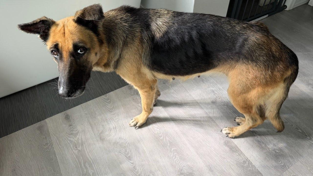 Enlarge Lila, a Adoptable German Shepherd Dog in Phoenix, AZ image 2/5